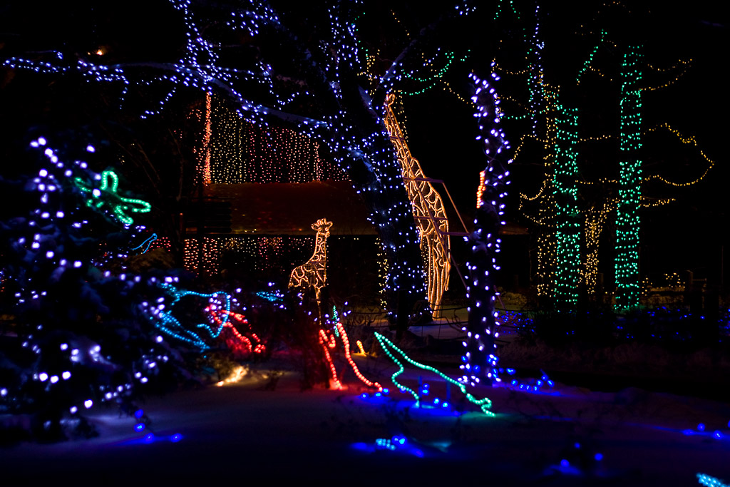 The christmas lights at the Calgary Zoo