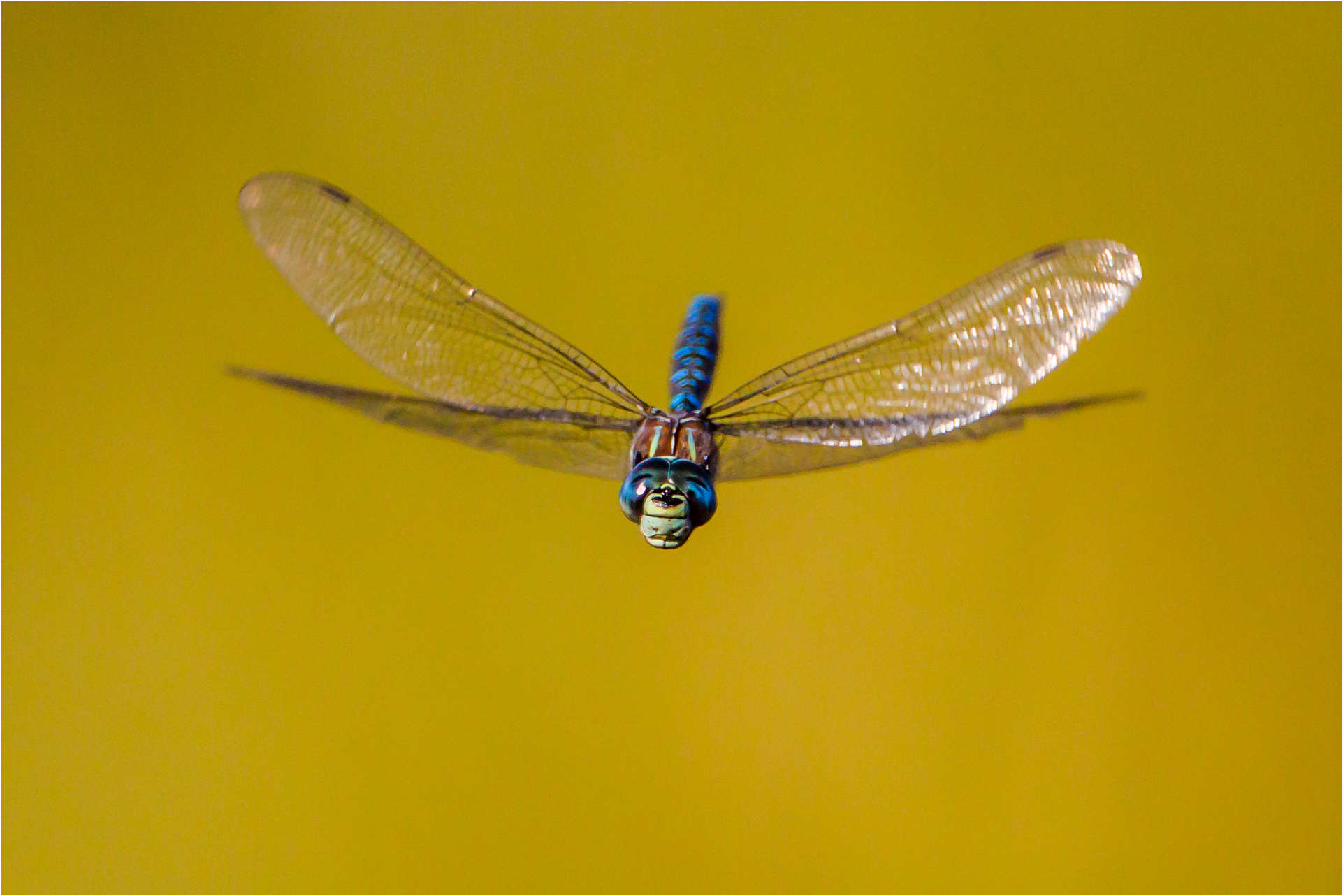 http://chrismartinphotography.files.wordpress.com/2012/08/dragonfly-showdown-c2a9-christopher-martin-3986-2.jpg