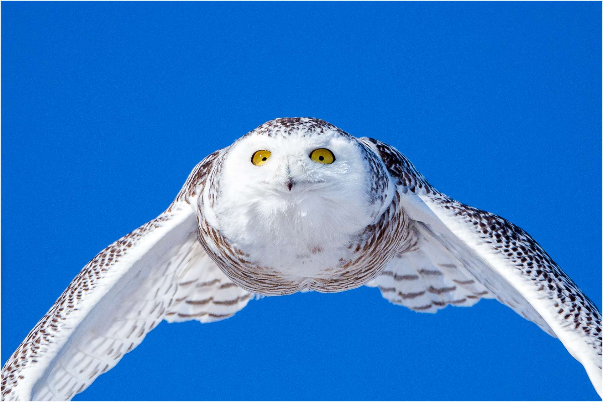 Snowy Owl With Blue Eyes Flying