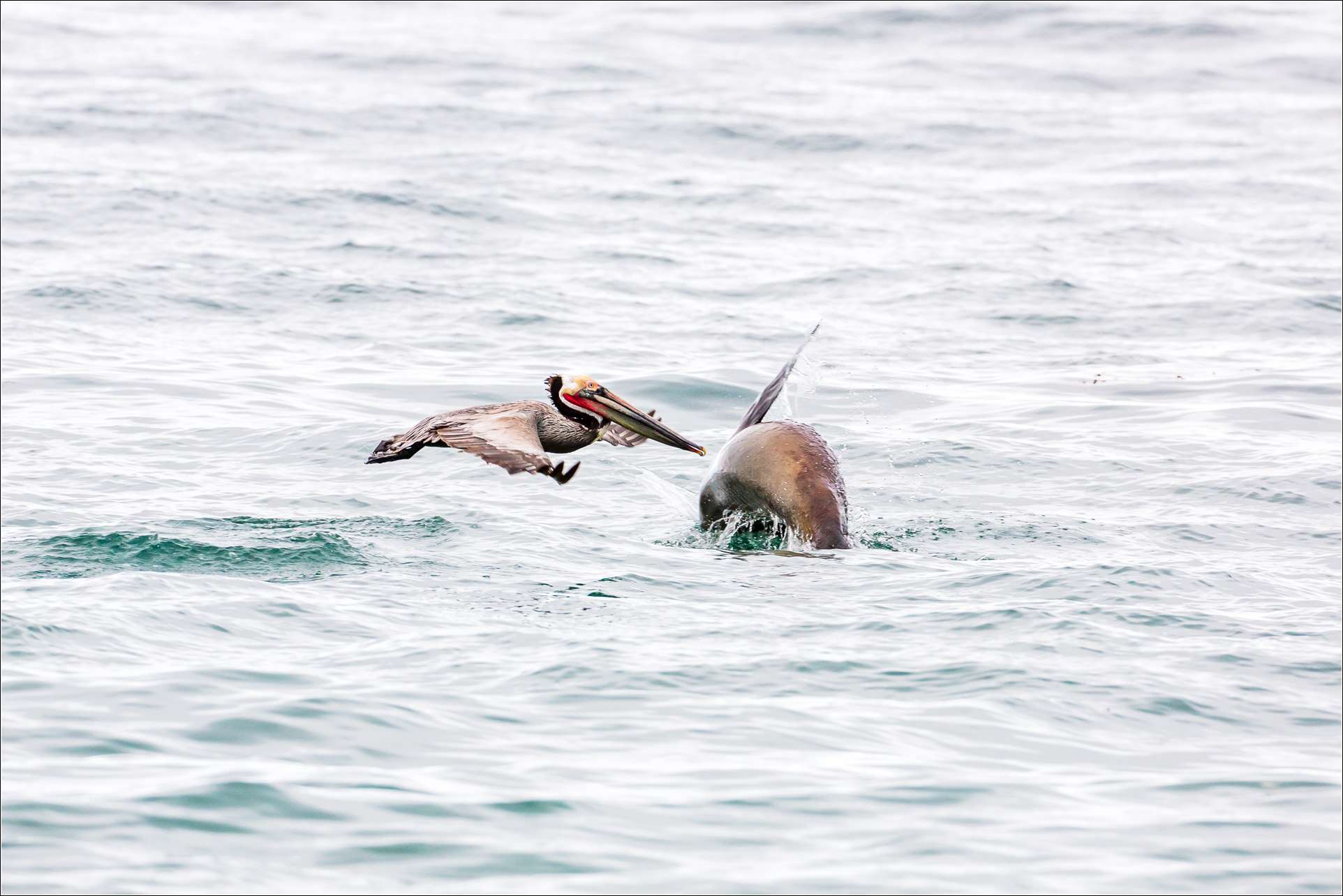 Pelican flight and seal leap - 2013 © Christopher Martin