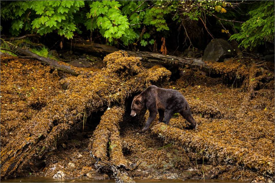 Bear hurdles - 2013 © Christopher Martin