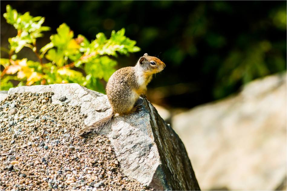Columbia Ground Squirrel - 2014 © Christopher Martin