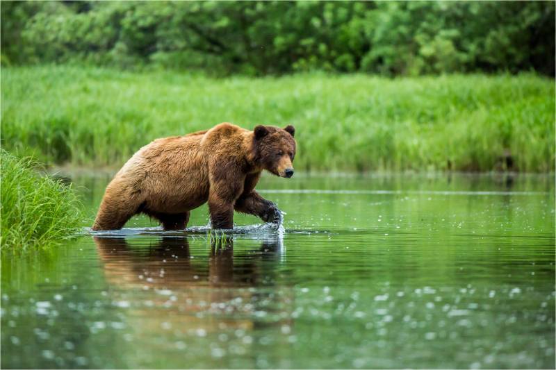 A Grizzly's water walk | Christopher Martin Photography