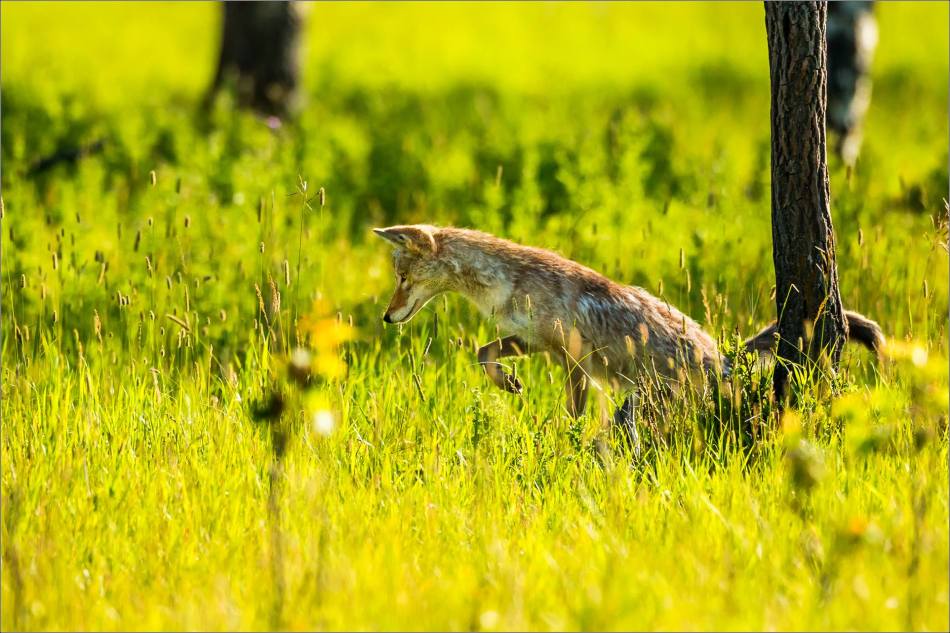 Leaping Coyote - © Christopher Martin-9860