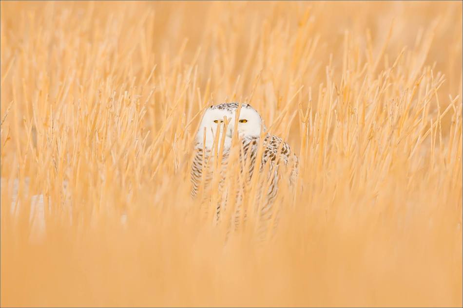 Snowy owl in the field - © Christopher Martin-5476