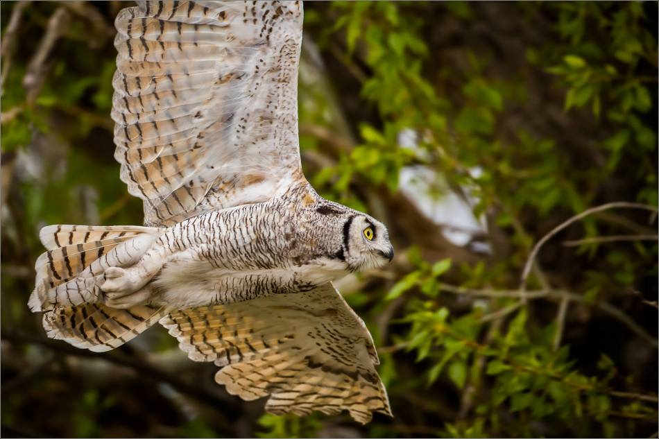 High River Great Horned Owl's flyby - © Christopher Martin-3721