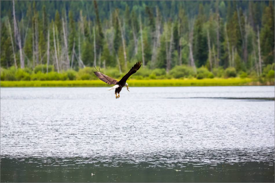 Eagle fishing in Banff - © Christopher Martin-5093