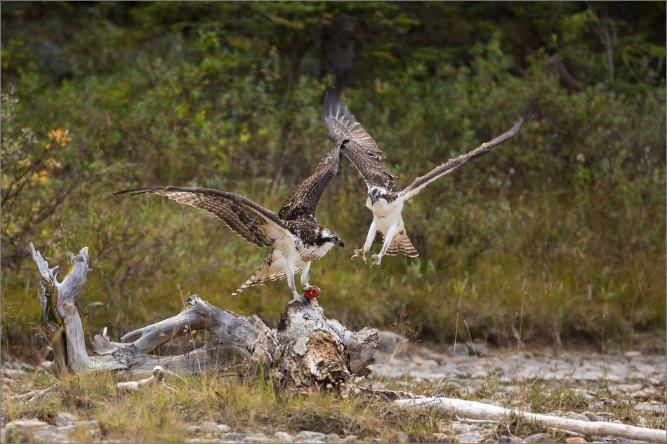 ospreys-fighting-over-a-fish-christopher-martin-0307