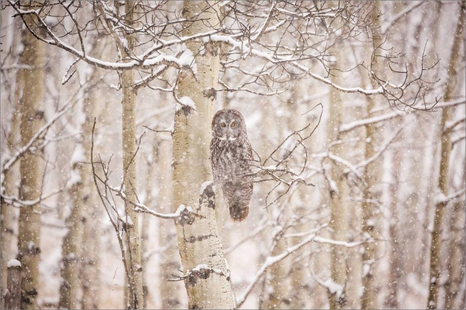 Great gray owl hunting in a snowstorm - © Christopher Martin-5066