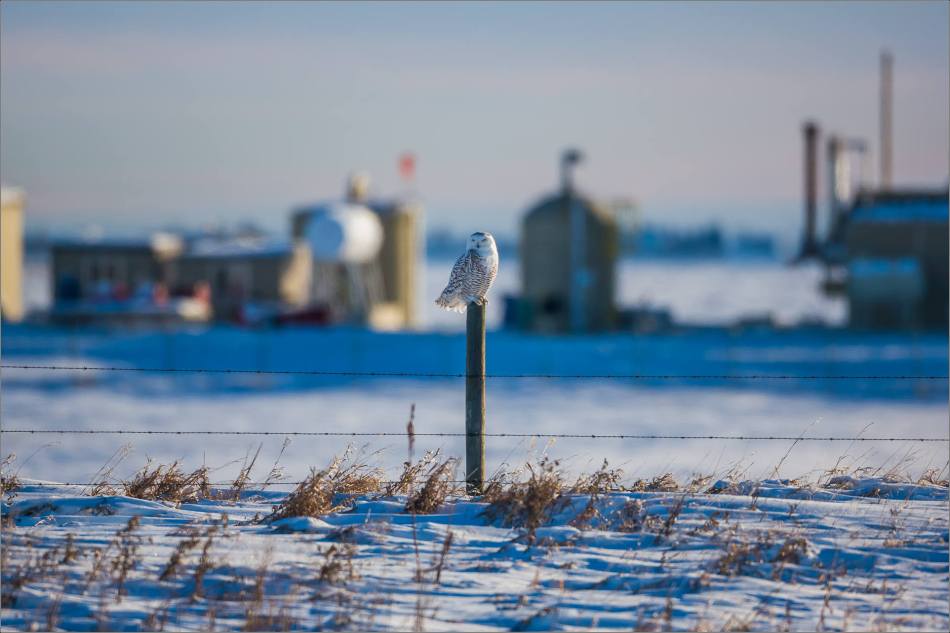 a-snowy-owl-perched-christopher-martin-3389