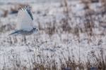 a-snowy-owl-perched-christopher-martin-3770