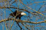 Bald eagles in Springbank – © Christopher Martin-9648