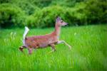 Bragg Creek white-tailed deer – © Christopher Martin-6998