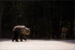 Kananaskis grizzly bear – © Christopher Martin-6997