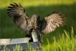 Great gray owl in summer – © Christopher Martin-0170
