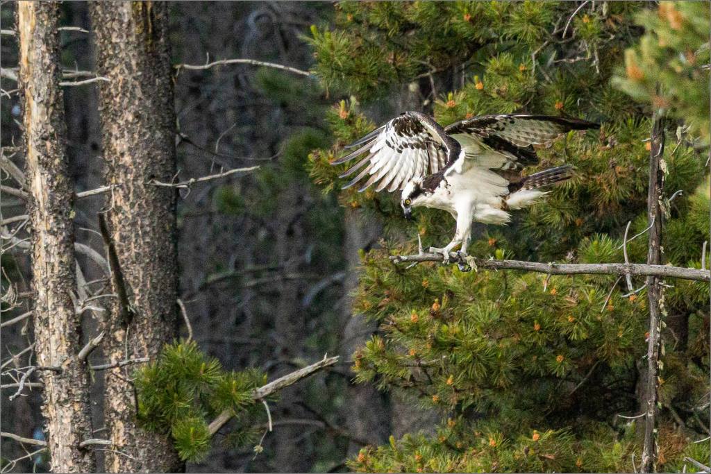 Action photographs of an osprey catching a fish on a lake in Kananaskis Country in Alberta, Canada.