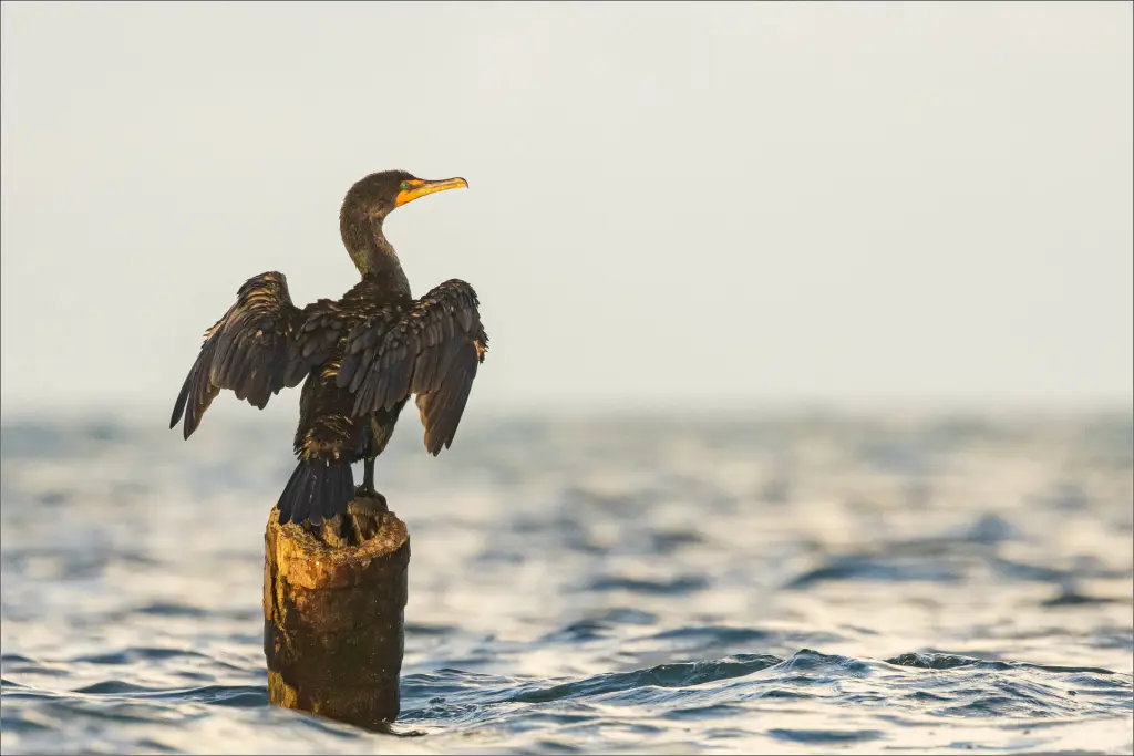 A double-crested cormorant dries its wings in the sunshine 